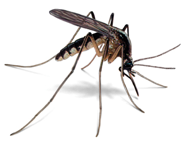 Mosquito Management